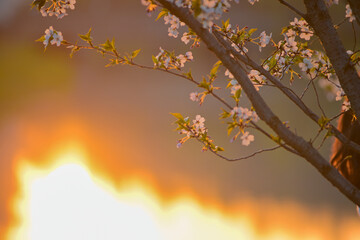 Blooming sakura blossoms under the setting sun