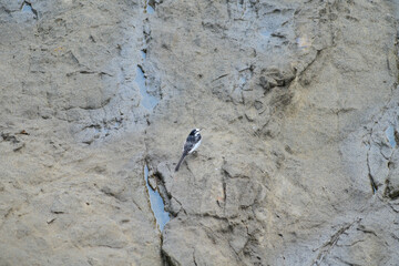Seabird resting on the reef