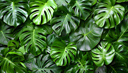 Closeup of green leaves on a terrestrial plant, possibly a shrub or groundcover