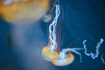 jellyfish in the blue water