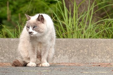 野良猫　座る