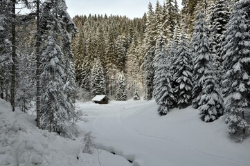 Buckelwiesen Mittenwald
