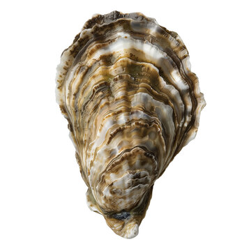 Oyster Shell on Transparent Background