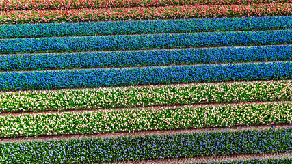 Aerial drone view of bulb fields of tulips and hyacinths in springtime, beautiful spring flowers...