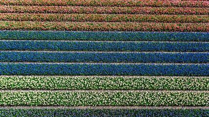 Aerial drone view of bulb fields of tulips and hyacinths in springtime, beautiful spring flowers...
