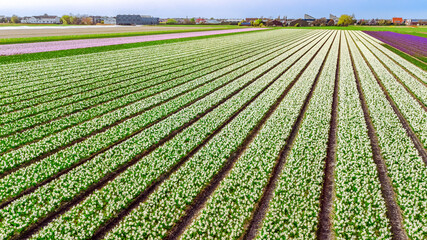 Aerial drone view of bulb fields of hyacinths in springtime, beautiful spring flowers fields...