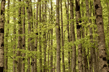 a dense forest with tall, thin trees, their trunks covered in moss, surrounded by vibrant green foliage