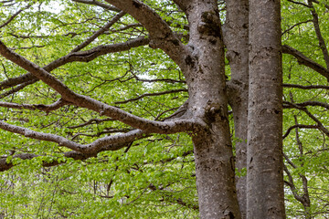 A close-up of tree trunks and branches, showcasing intricate patterns and textures, surrounded by...