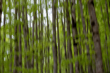 Blurred trees and greenery, creating an abstract, artistic effect that emphasizes motion and an...