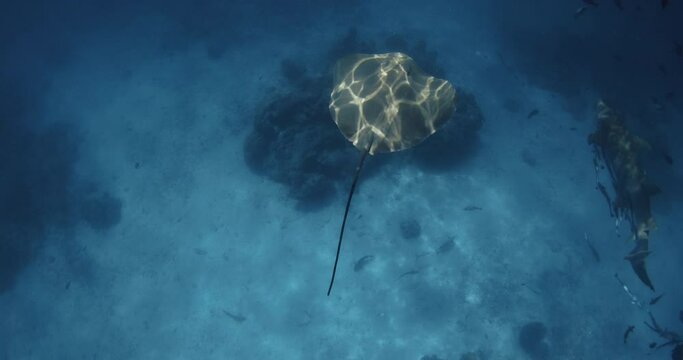 Stingray swimming underwater in French Polynesia or Maldives. Sting ray fish in tropical blue sea. Slow motion
