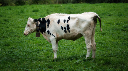 Eine weisse Kuh mit einigen kleinen, schwarzen Flecken an der Seite, mit Kuhglocke um den Hals, im...