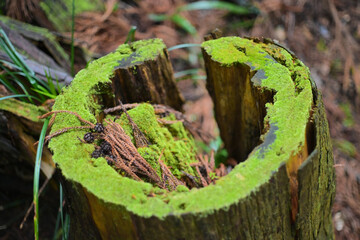 green moss on tree trunk