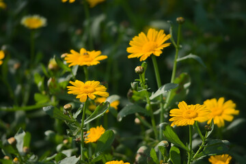 Flowering chrysanthemum growing lushly