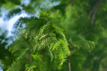 Pine leaves blowing in the wind under the sun