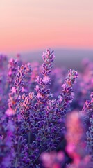 Lavender blooms in the sun-drenched fields of Provence, filling the air with their aromatic beauty, as nature's purple masterpiece unfolds under the warm rays of dawn, noon, and dusk