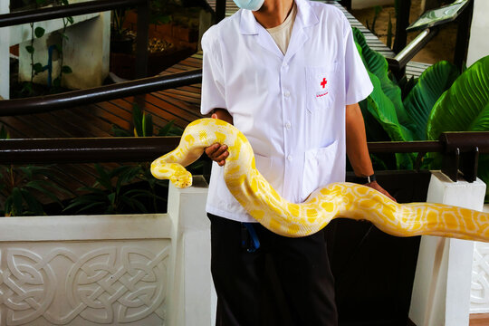 Bangkok, Thailand, February 20, 2023. Man is showing an albino Tiger python on Snake farm. Python molurus is a huge non-venomous snake