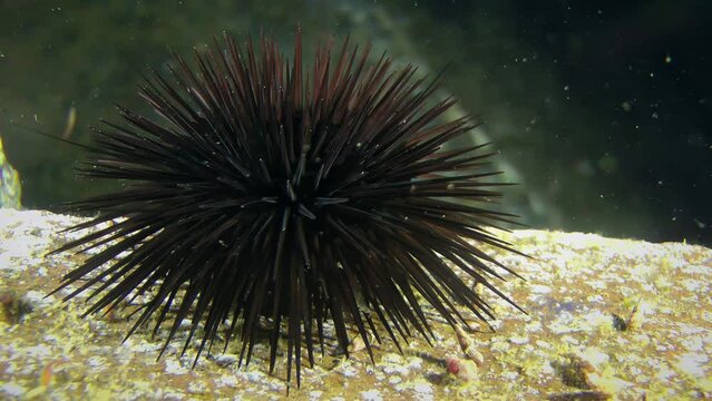 Black Sea Urchin (Arbacia lixula) slowly crawls along the seabed, planktonic organisms floating around, close-up.