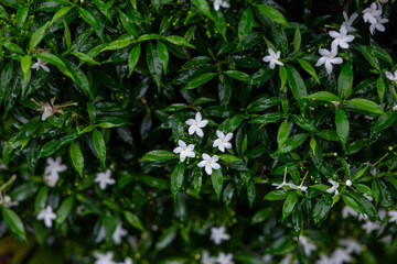 selective focus Pleated gardenia white flowers along the wet roadside after rain Look and feel refreshed. There is space for text.