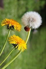 yellow flowers of dandelion plant on meadow at spring close up