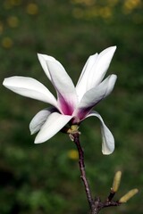 Fototapeta premium pink flowers of magnolia tree at spring