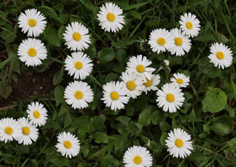 nice white daisies  on meadow at spring close up