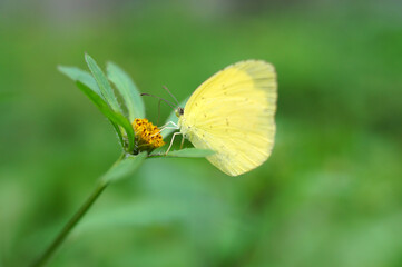 yellow butterflies and flowers