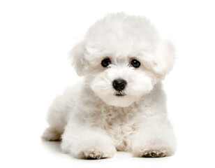 Bichon Frise welpe isoliert auf weißen Hintergrund, Freisteller