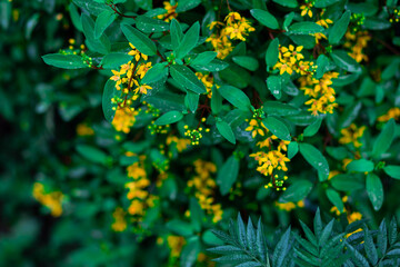 Yellow flowers, green bushes There is space for text.