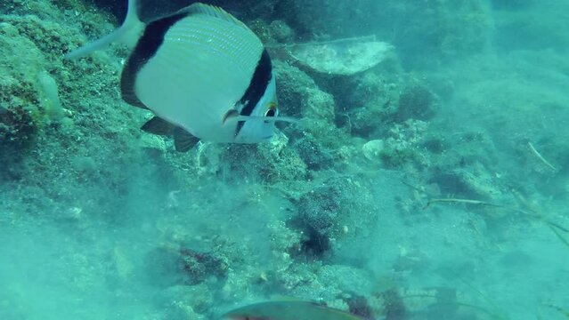 Amazing animal cooperation: Marine fish Common two-banded sea bream (Diplodus vulgaris) feeds next to a red mullet that is digging on the sandy bottom.