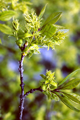 chionanthus Virginicus tree blossoming at spring in park