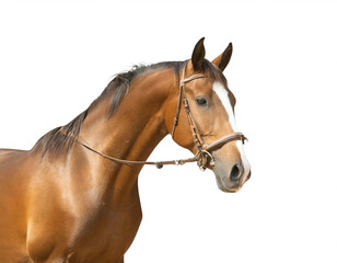 Obraz premium hengst isoliert auf weißen Hintergrund, Freisteller 