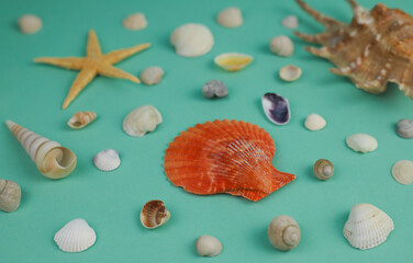 on a delicate green-blue background, shells of different shapes and sizes and a starfish