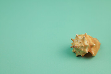 shell on a gentle green-blue background