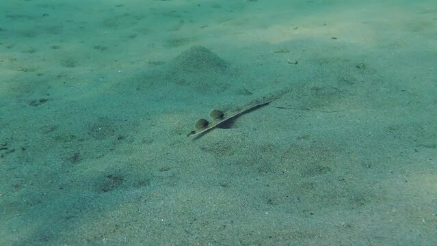 Marine fish Thornback Ray (Raja clavata) slowly glides through sandy shallows among spots of light.