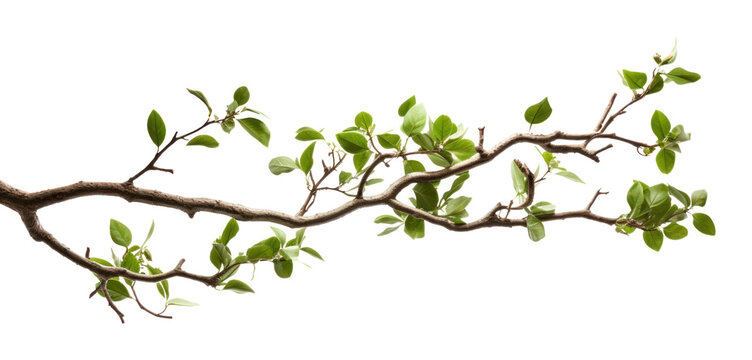 PNG A tree branches plant leaf white background