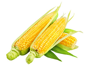 Fresh corn vegetable with green leaves. Cobs Harvest Vegetables. Organic natural food. Isolated. PNG.