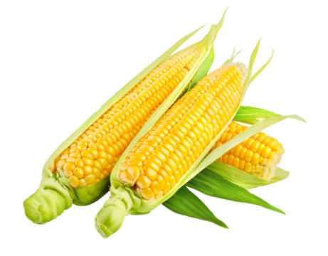 Fresh corn vegetable with green leaves. Cobs Harvest Vegetables. Organic natural food. Isolated. PNG.