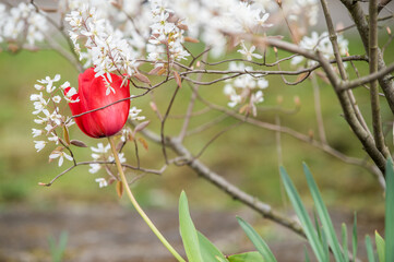 Blühende rot Tulpe an blühender Kupferfelsenbirne Amelanchier lamarckii