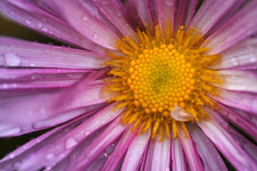 Obraz premium pink flower close-up