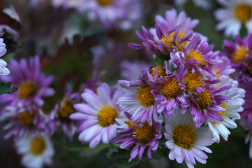 Obraz premium Chrysanthemum