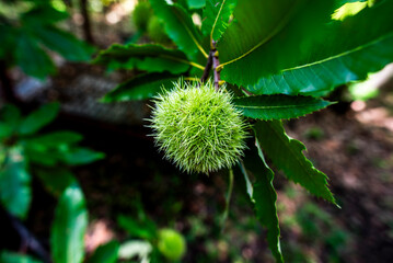 2023 9 23 Vidor Castanea sativa 74
