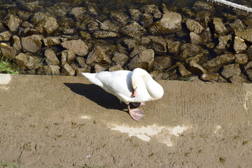 big white swan