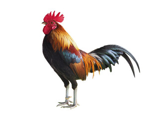 Bantam, beautiful chicken