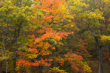 Fototapeta premium Colorful fall leaves