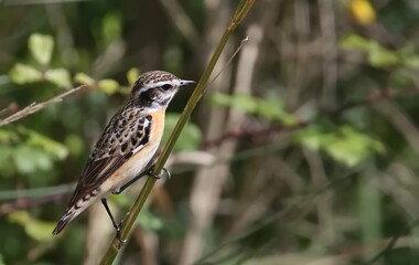 Whinchat male on branch, Saxicola rubetra, birds of Montenegro