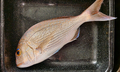 Close-up of fish (Snapper, Bream, Porgy, Squirrelfish) caught and placed in an enamel baking dish