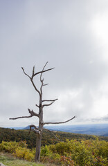Old dead tree against the sky