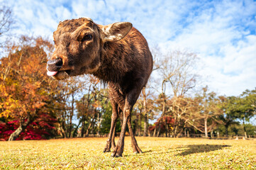 奈良公園のシカ、近くで見ると迫力ある