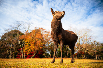 奈良公園のシカ、近くで見ると迫力ある