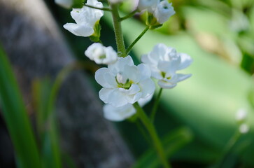 Blooming apple tree in the spring garden. Close up of white flowers on a tree